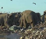 [영상] 쓰레기 매립지에서 비닐 먹는 스리랑카 코끼리들..멸종 위기 앞당겨
