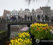 Virus Outbreak Netherlands Tulips For Amsterdam