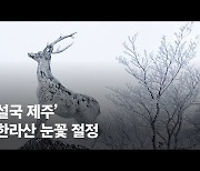 '눈오리떼' 점령한 한라산 1100고지..겨울산행 때 호루라기, 왜