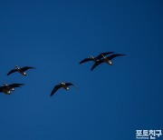 [포토친구] 오리 날다