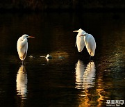 [포토친구] 백로의 겨울나기