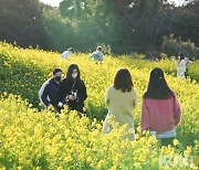 활짝 핀 제주도 유채꽃 [쿠키포토]