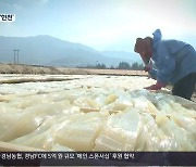 [현장속으로] 얼고 녹기의 신비..100년 전통 밀양 '한천'