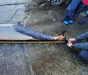 강릉 해상서 그물에 걸려죽은 참돌고래 1마리 발견