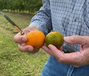 미국 오렌지 수확량 1945년 이후 최저..'주스 비싸진다'