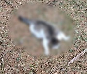 인왕산 계곡서 고양이 사체 5구 발견.. 알고 보니 들개 소행