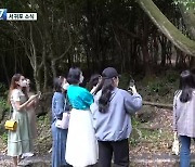 [서귀포 소식] '서귀포치유의숲' 인기..탐방 프로그램 다양 외