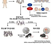 유승권 교수 연구팀, 스템랩과 희소돌기아교세포 확립