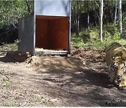 중국 야생 백두산 호랑이 하루 8.9km 이동