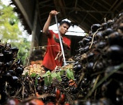 인도네시아, 이번엔 팜유 수출 제한 조치