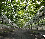 영월군 사과·포도 재배환경 개선·확대