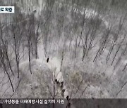 원주 '자작나무숲 둘레길' 개통..강원 남부 연계 관광 과제
