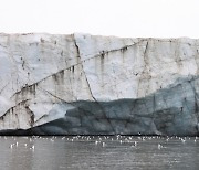 [북극곰이 울고 있다] 매년 남한만 한 북극 얼음이 사라진다