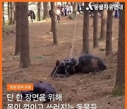 KBS, '태종 이방원' 동물 학대 논란 사과 "말 사망, 깊은 책임감"