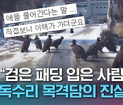 [크랩] 하늘의 제왕 독수리가 해마다 한반도를 찾는 이유