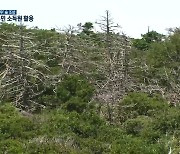 인제에 멸종위기종 '구상나무' 숲 만들어..1석 2조 효과