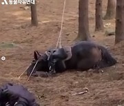 '태종이방원' 말 사망, 동물학대 논란..KBS "낙마 촬영 문제" 사과[전문]