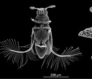아메바 크기 0.5mm 초소형 딱정벌레의 8자형 날갯짓