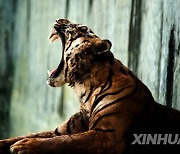 INDONESIA-MEDAN-SUMATRAN TIGER