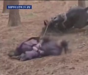 사극 촬영에 다리 묶여 고꾸라진 말 숨져..동물권단체, 책임자 고발