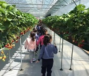 "친환경농법으로 키운 딸기 '설향' 수확체험에 참여하세요"