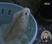 햄스터 둘러싼 책임공방..홍콩의 햄스터 구명 활동