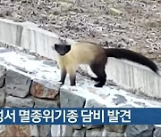 음성서 멸종위기종 담비 발견