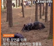동물단체들, '태종 이방원' 말 사망사고 관련 KBS 고발..동물학대 처벌될까?[MD포커스]