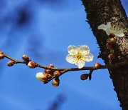 [사진] 꽃 피운 광양 소학정 매화나무