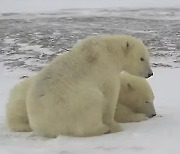 새끼 북극곰 형제가 은인 찾아 수백km 걸은 사연