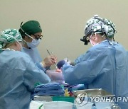 미국서 '유전자 조작' 돼지 신장 뇌사자 체내에 첫 이식