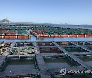 전남 해역 저수온 경보..양식장 피해 예방 온 힘