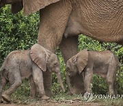 Kenya Twin Elephants