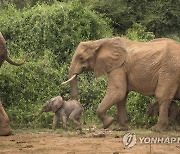 Kenya Twin Elephants