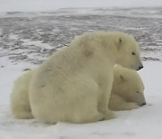 먹이 준 은인 찾아 600km 걸었다..'북극곰 형제' 감동 사연