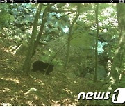 멸종위기 I급 '반달가슴곰' 비무장지대서 2년 연속 서식 확인