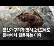 [권혁재 핸드폰사진관] 큰산개구리가 영하 21도에도 물속에서 월동하는 이유