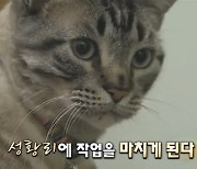 도서관 사는 고양이, 시의원 항의에 퇴출 위기 "전 세계 반대 편지 쏟아져"(서프라이즈)