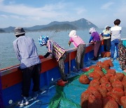 신안군, 수산자원 산란·서식장 조성사업비 100억 확보