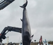 대청도 인근 해상서 6m 밍크고래 그물에 걸려 죽은 채 발견