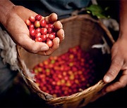 [네슬레코리아] 커피농가와 함께 하는 '네스카페 플랜'으로 공정한 공급망 확보