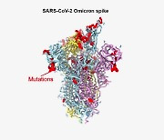 SK바사와 백신 공동 개발 美연구팀, 오미크론 변이 구조 한달만에 밝혔다