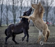 Germany Horses