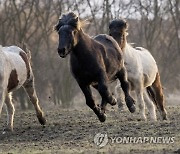 Germany Horses