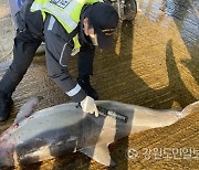 양양서 죽은 참돌고래 1마리 발견,13만원 위판