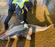 참돌고래 불법 포획 확인