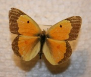 자외선 반사하는 나비 날개, 진화 결정한다