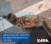 창원서 고양이 꼬리 잡고 살해..이재명 "경찰의 적극 수사 요청"