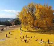 '단풍 명소' 원주 반계리 천연기념물 은행나무 일대 관광지 조성