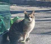 "고양이 비명 지르는데도 바닥에 수차례 내리쳐" 수사 착수